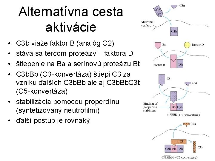 Alternatívna cesta aktivácie • • C 3 b viaže faktor B (analóg C 2)