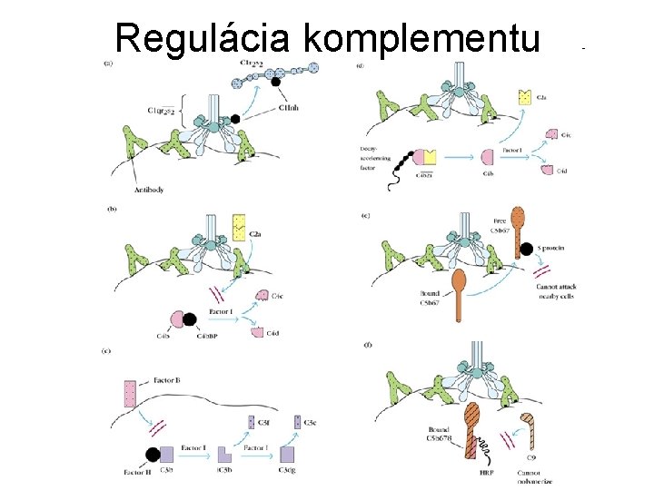 Regulácia komplementu 