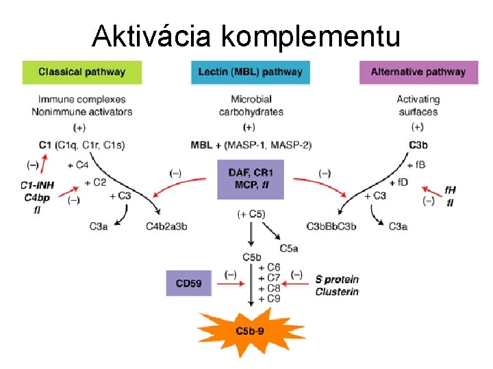 Aktivácia komplementu 