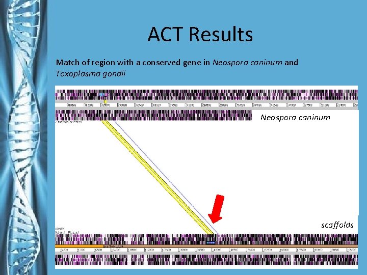ACT Results Match of region with a conserved gene in Neospora caninum and Toxoplasma