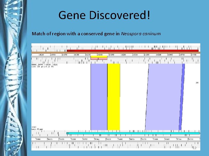 Gene Discovered! Match of region with a conserved gene in Neospora caninum 12 