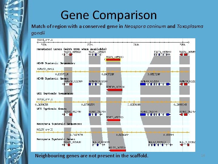 Gene Comparison Match of region with a conserved gene in Neospora caninum and Toxoplasma