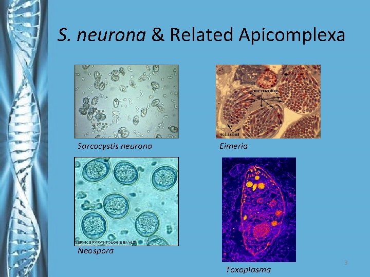 S. neurona & Related Apicomplexa Sarcocystis neurona Eimeria Neospora Toxoplasma 3 