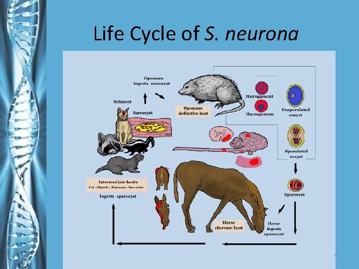 Life Cycle of S. neurona 4 