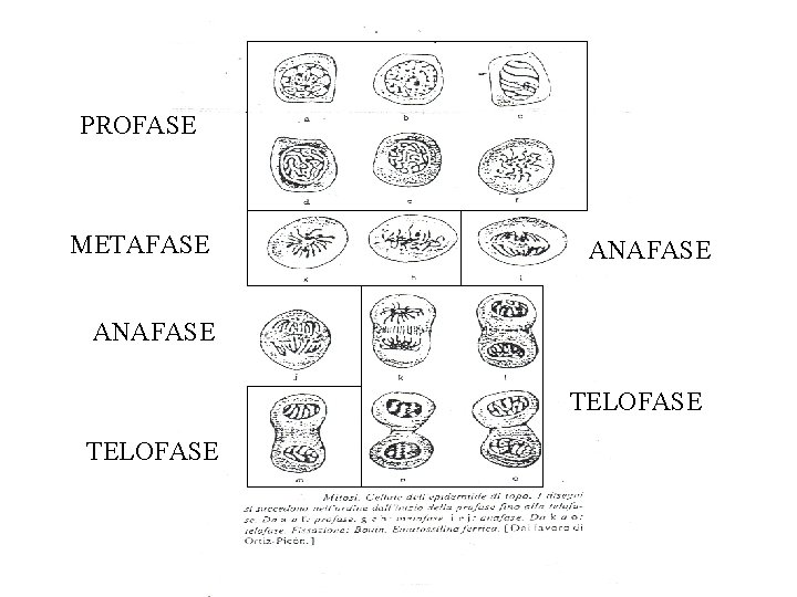 PROFASE METAFASE ANAFASE TELOFASE 