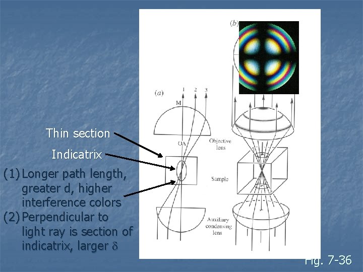 Thin section Indicatrix (1) Longer path length, greater d, higher interference colors (2) Perpendicular Thin section Indicatrix (1) Longer path length, greater d, higher interference colors (2) Perpendicular