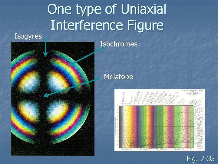 Isogyres One type of Uniaxial Interference Figure Isochromes Melatope Fig. 7 -35 Isogyres One type of Uniaxial Interference Figure Isochromes Melatope Fig. 7 -35