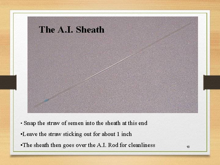 The A. I. Sheath • Snap the straw of semen into the sheath at