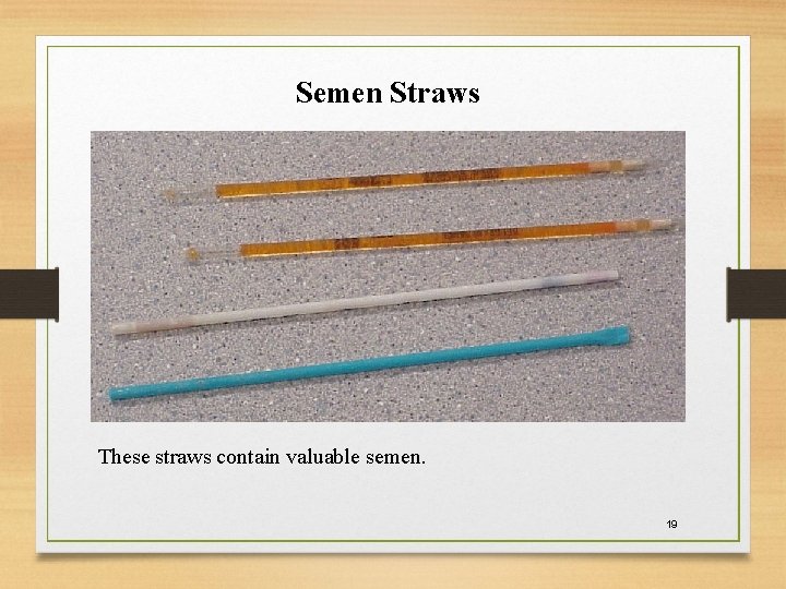 Semen Straws These straws contain valuable semen. 19 