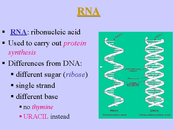 RNA § RNA: ribonucleic acid § Used to carry out protein synthesis § Differences