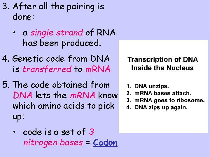 3. After all the pairing is done: • a single strand of RNA has