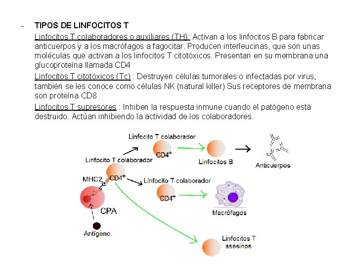 - TIPOS DE LINFOCITOS T Linfocitos T colaboradores o auxiliares (TH): Activan a los