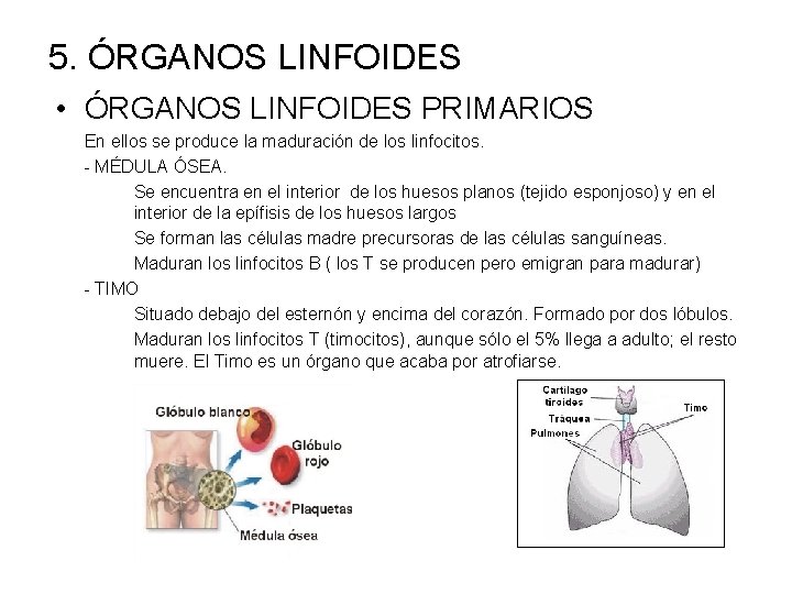 5. ÓRGANOS LINFOIDES • ÓRGANOS LINFOIDES PRIMARIOS En ellos se produce la maduración de