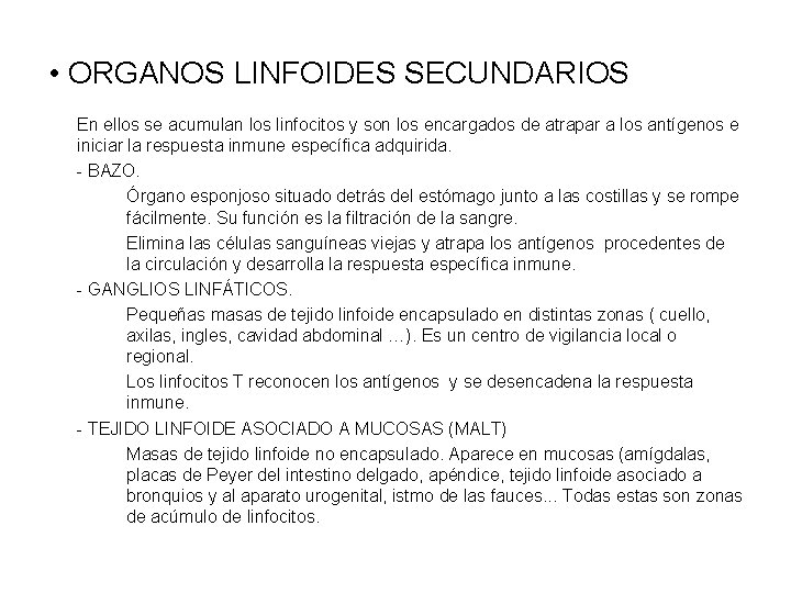  • ORGANOS LINFOIDES SECUNDARIOS En ellos se acumulan los linfocitos y son los