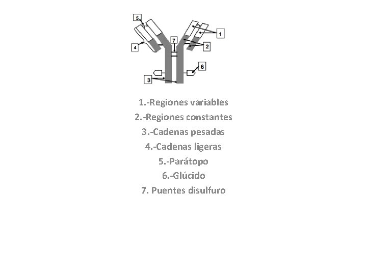 1. -Regiones variables 2. -Regiones constantes 3. -Cadenas pesadas 4. -Cadenas ligeras 5. -Parátopo