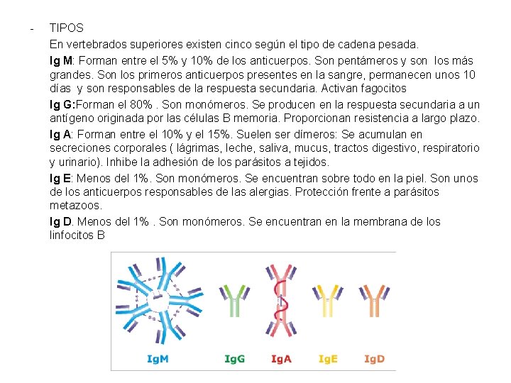 - TIPOS En vertebrados superiores existen cinco según el tipo de cadena pesada. Ig