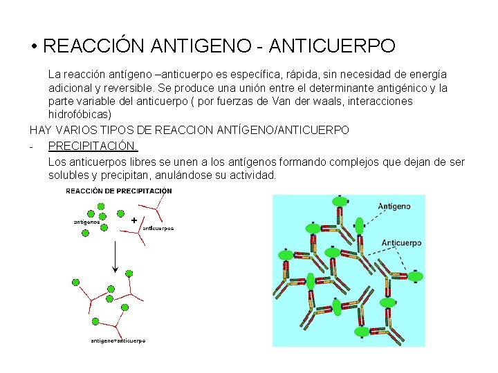  • REACCIÓN ANTIGENO - ANTICUERPO La reacción antígeno –anticuerpo es específica, rápida, sin