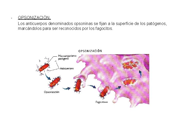 - OPSONIZACIÓN. Los anticuerpos denominados opsoninas se fijan a la superficie de los patógenos,