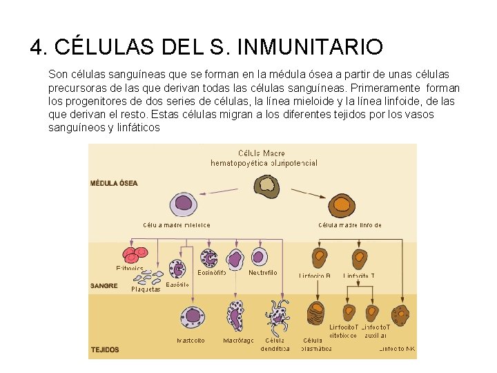 4. CÉLULAS DEL S. INMUNITARIO Son células sanguíneas que se forman en la médula