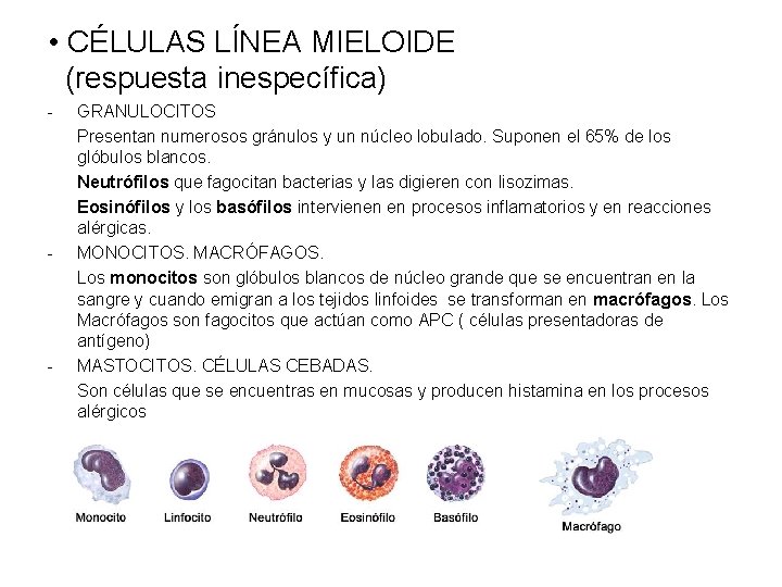  • CÉLULAS LÍNEA MIELOIDE (respuesta inespecífica) - - - GRANULOCITOS Presentan numerosos gránulos