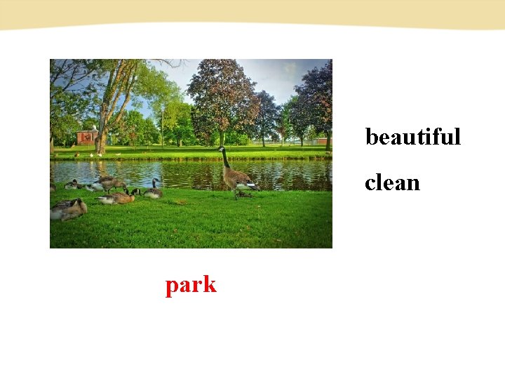 beautiful clean park 