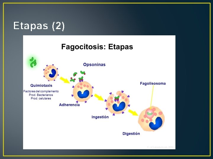 Etapas (2) 