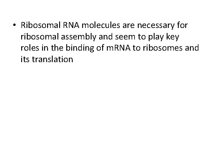  • Ribosomal RNA molecules are necessary for ribosomal assembly and seem to play