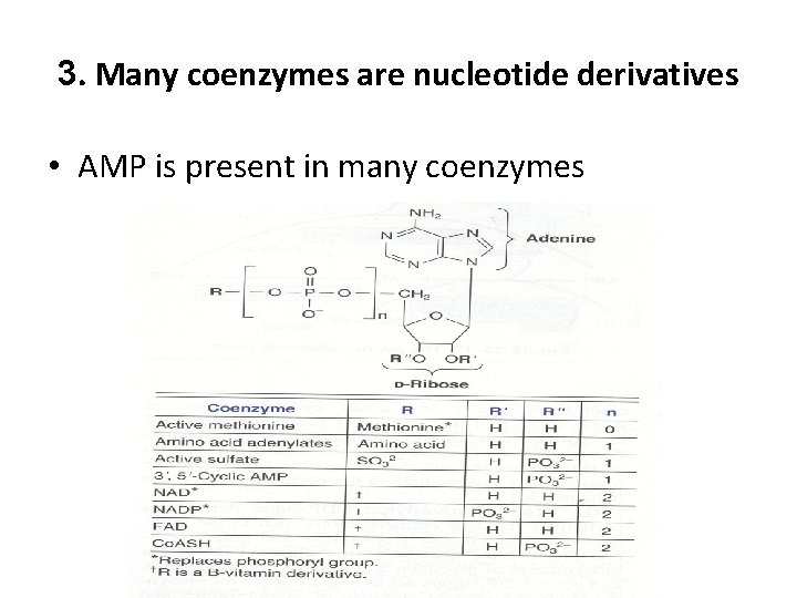 3. Many coenzymes are nucleotide derivatives • AMP is present in many coenzymes 