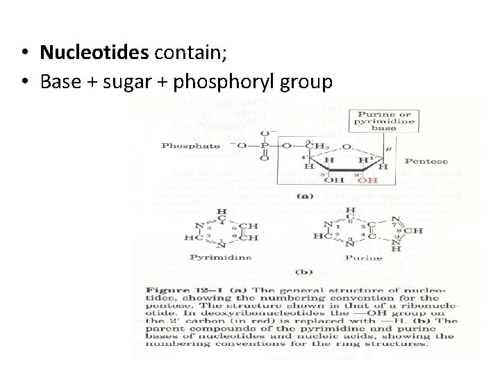  • Nucleotides contain; • Base + sugar + phosphoryl group 