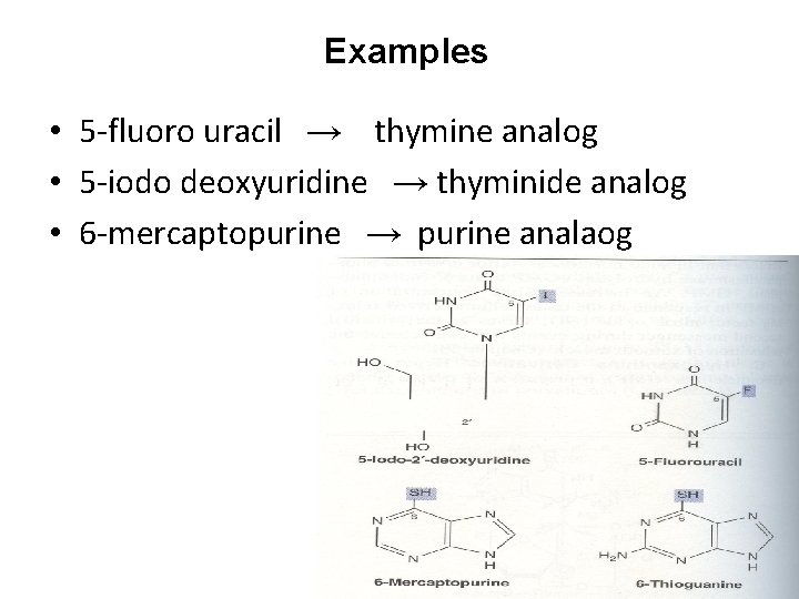 Examples • 5 -fluoro uracil → thymine analog • 5 -iodo deoxyuridine → thyminide