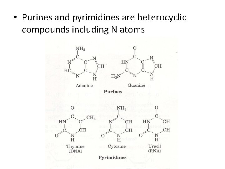  • Purines and pyrimidines are heterocyclic compounds including N atoms 
