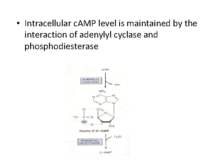  • Intracellular c. AMP level is maintained by the interaction of adenylyl cyclase