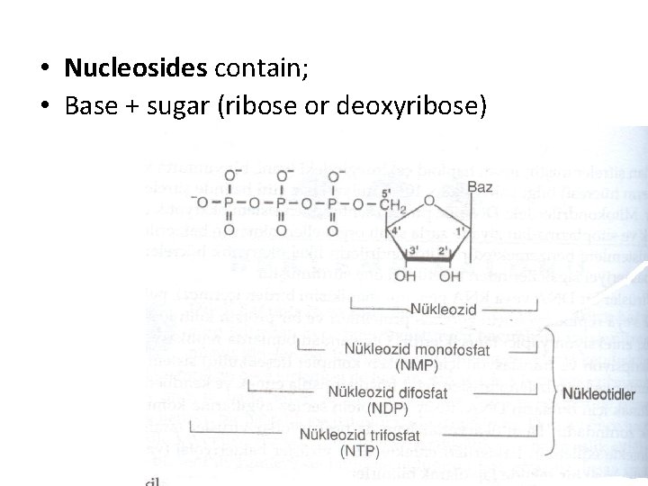  • Nucleosides contain; • Base + sugar (ribose or deoxyribose) 