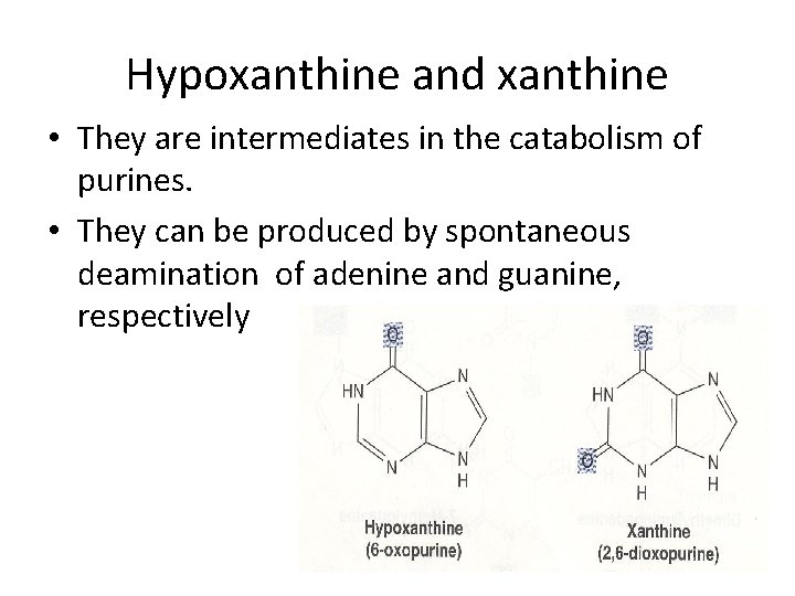 Hypoxanthine and xanthine • They are intermediates in the catabolism of purines. • They