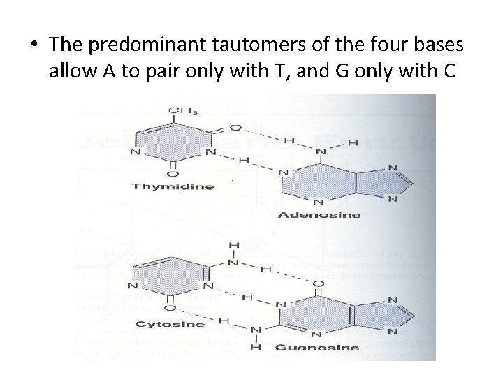  • The predominant tautomers of the four bases allow A to pair only
