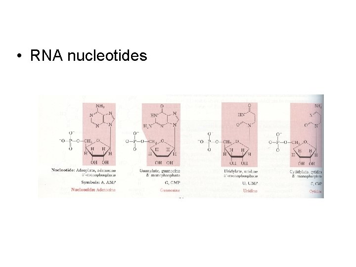  • RNA nucleotides 
