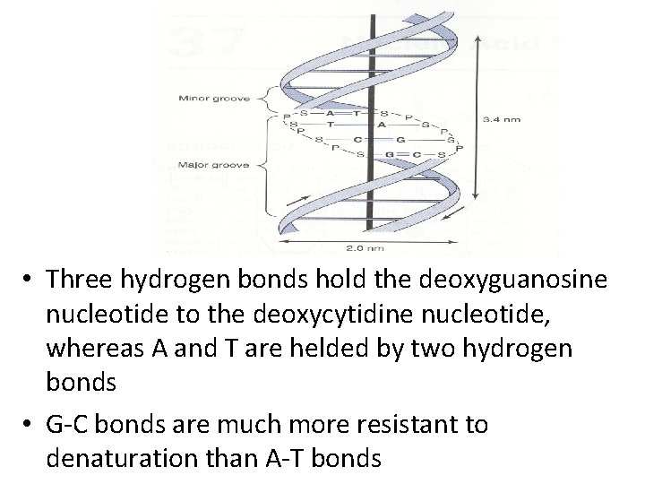  • Three hydrogen bonds hold the deoxyguanosine nucleotide to the deoxycytidine nucleotide, whereas