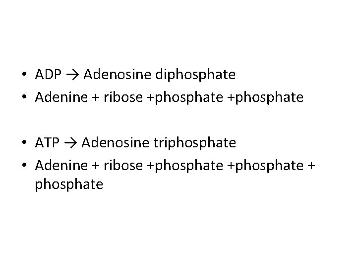  • ADP → Adenosine diphosphate • Adenine + ribose +phosphate • ATP →