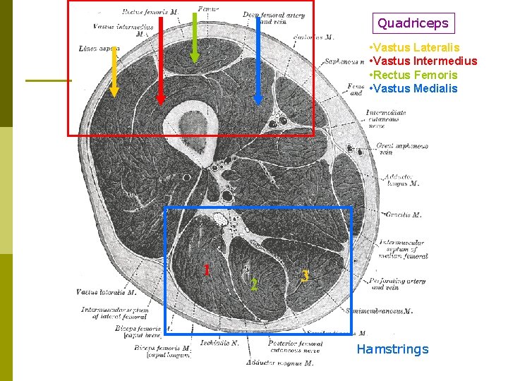 Quadriceps • Vastus Lateralis • Vastus Intermedius • Rectus Femoris • Vastus Medialis 1