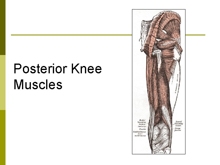 Posterior Knee Muscles 