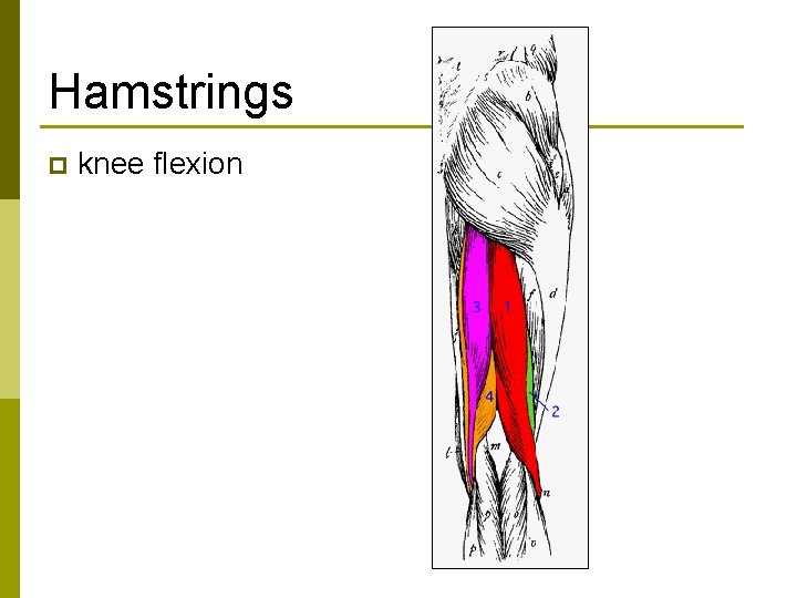 Hamstrings p knee flexion 