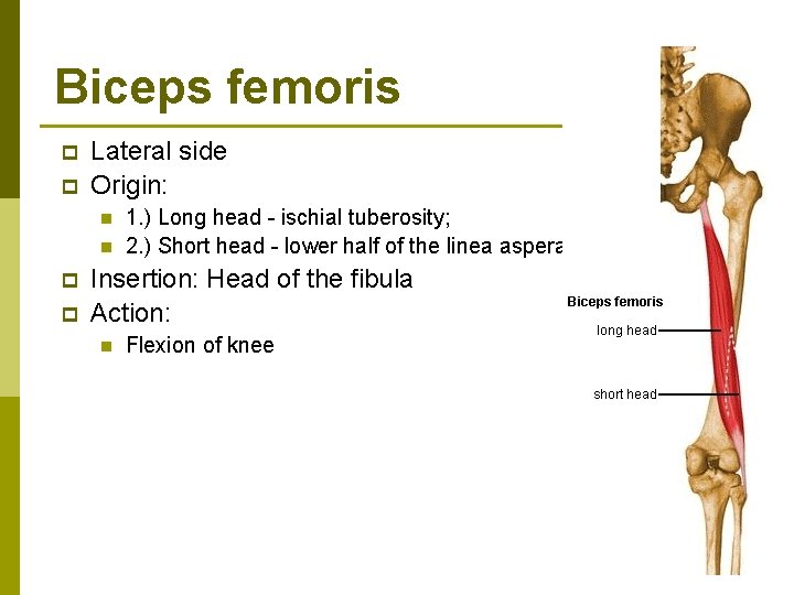 Biceps femoris p p Lateral side Origin: n n p p 1. ) Long