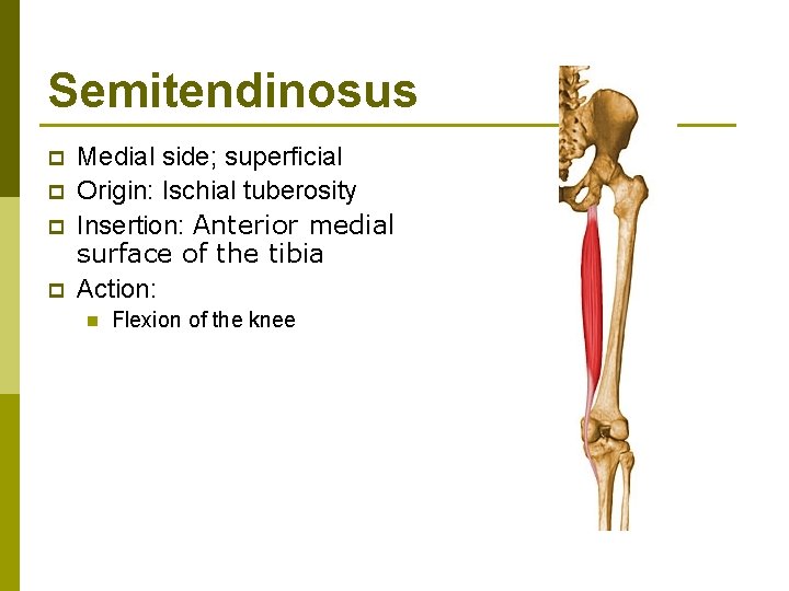 Semitendinosus p p Medial side; superficial Origin: Ischial tuberosity Insertion: Anterior medial surface of