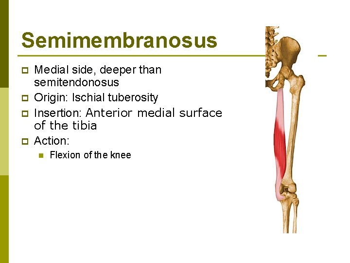 Semimembranosus p p Medial side, deeper than semitendonosus Origin: Ischial tuberosity Insertion: Anterior medial