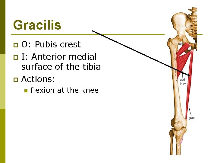 Gracilis O: Pubis crest p I: Anterior medial surface of the tibia p Actions: