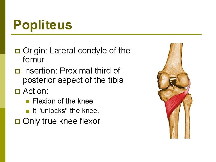 Popliteus Origin: Lateral condyle of the femur p Insertion: Proximal third of posterior aspect