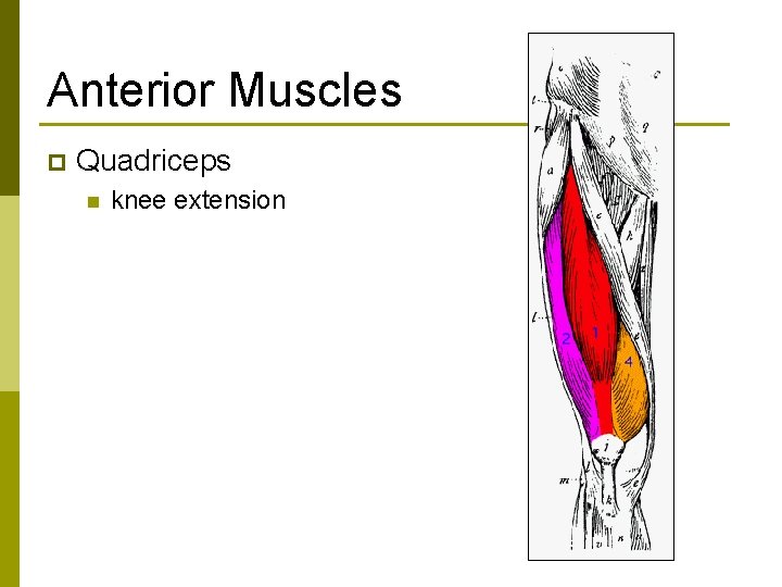 Anterior Muscles p Quadriceps n knee extension 