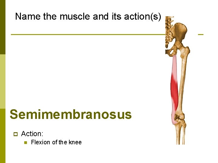 Name the muscle and its action(s) Semimembranosus p Action: n Flexion of the knee