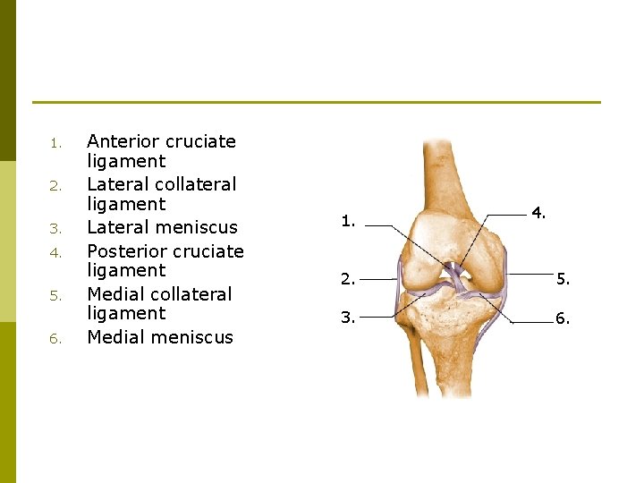 1. 2. 3. 4. 5. 6. Anterior cruciate ligament Lateral collateral ligament Lateral meniscus