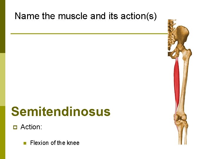 Name the muscle and its action(s) Semitendinosus p Action: n Flexion of the knee